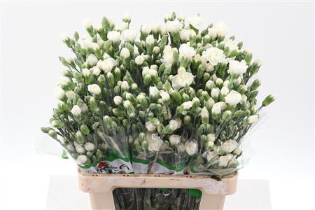 Carnation Spray Tarifa Wit Select 65cm