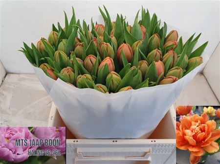 Tulip Double Caracas 34cm