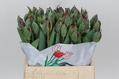 Tulip Double Rococo Double 32cm