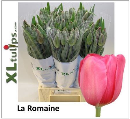 Tulip La Romaine 55cm