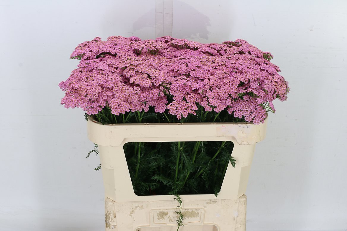 Achillea M Moneymaker 55cm