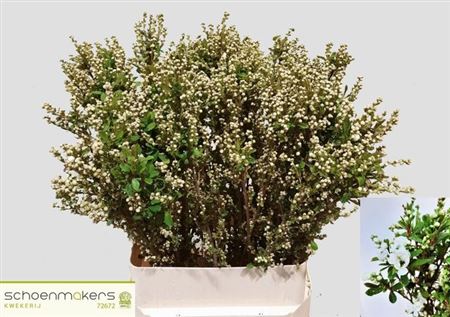 Exochordia Mag Springtime 100cm