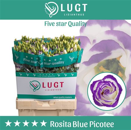 Eustoma/Lisianthus Double Rosi Blue Pic 72cm