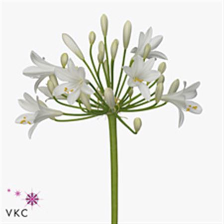 Agapanthus Gletsjer 60cm