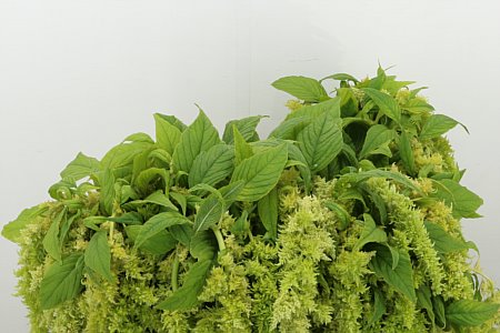 Amaranthus Ca Gree Spider 75cm