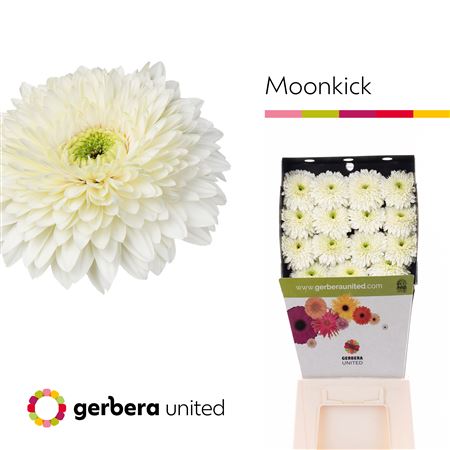 Gerbera Moon Kick Diamond 50cm