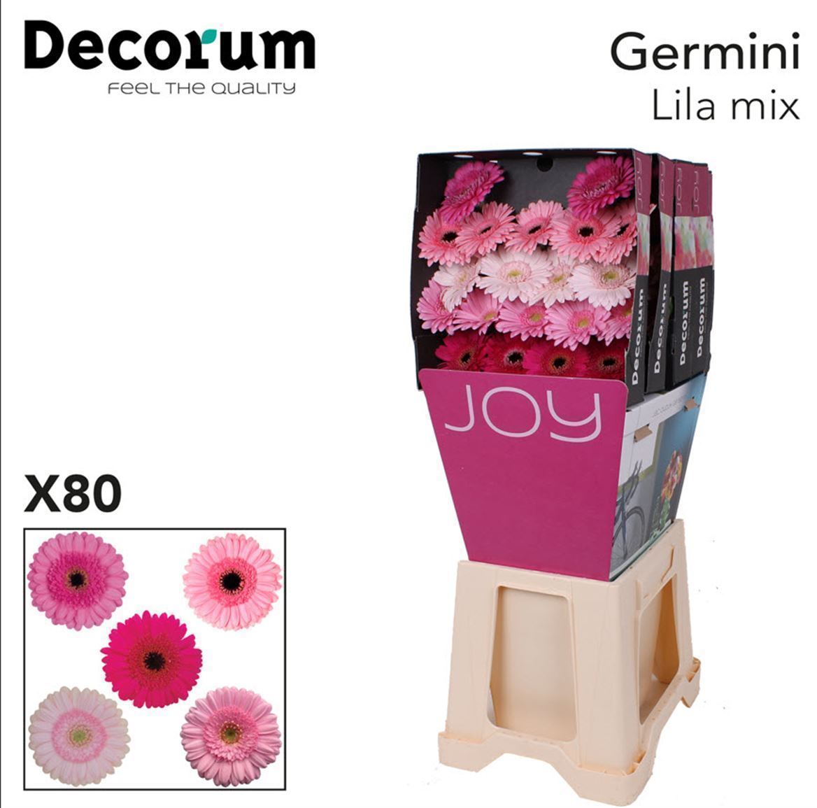 Germini Mix Lil Rose Diamond 50cm
