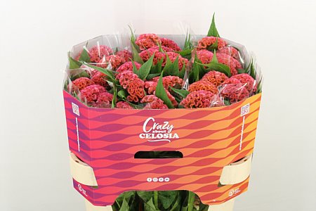 Celosia Cristata Pink Delight 75cm