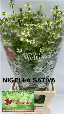 Nigella Damascena Ov 80cm