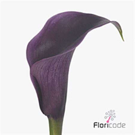 Calla Lilly Akela 60cm