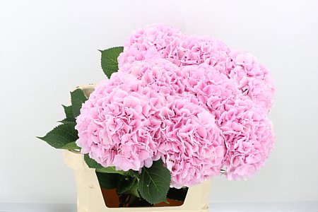 Hydrangea M Mariama 80cm