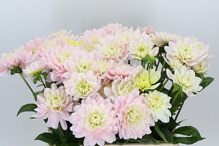 Dahlia Dec Prince Kate 60cm