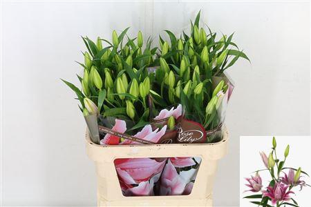 Lily Oriental Du Rl Thalita 85cm