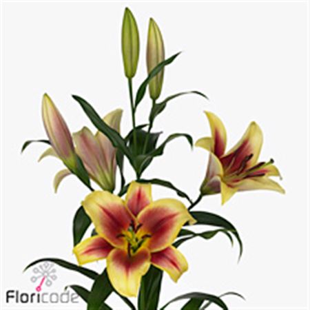 Lily Oriental Flavia Yellow Orange 105cm