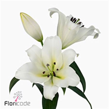 Lily Oriental Forever Yellow 95cm