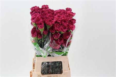 Carnation Single Bernard 65cm