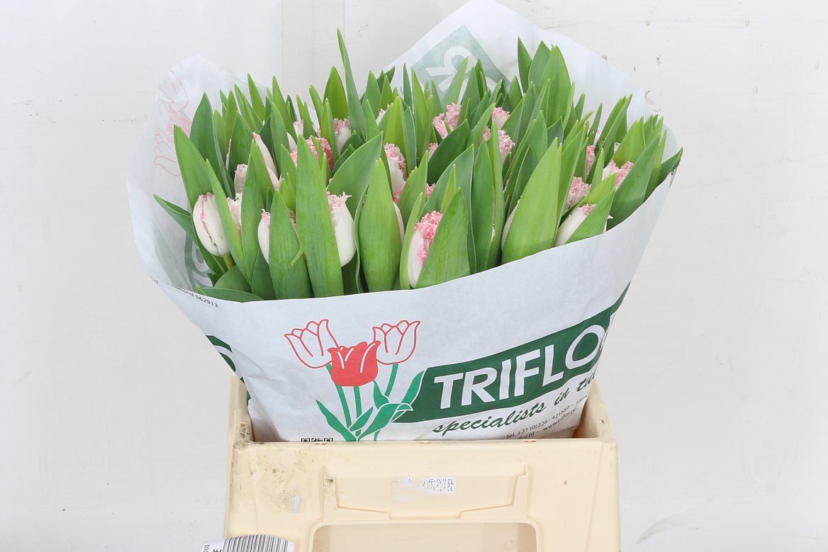 Tulip French Neglige 35cm