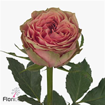 Rose Wild Look 40cm