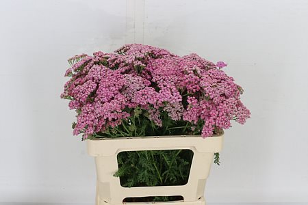 Achillea M Bianca Class 50cm