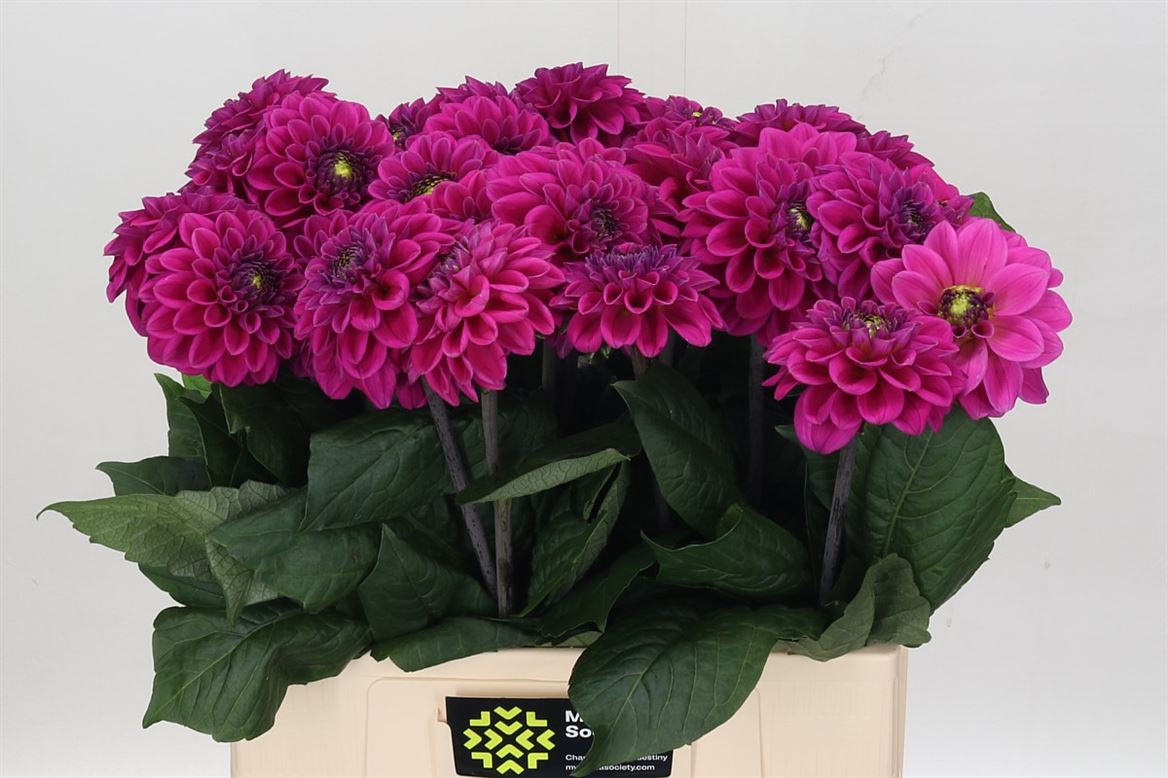 Dahlia Purple Fox 50cm