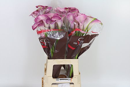 Calla Lilly Denver 55cm