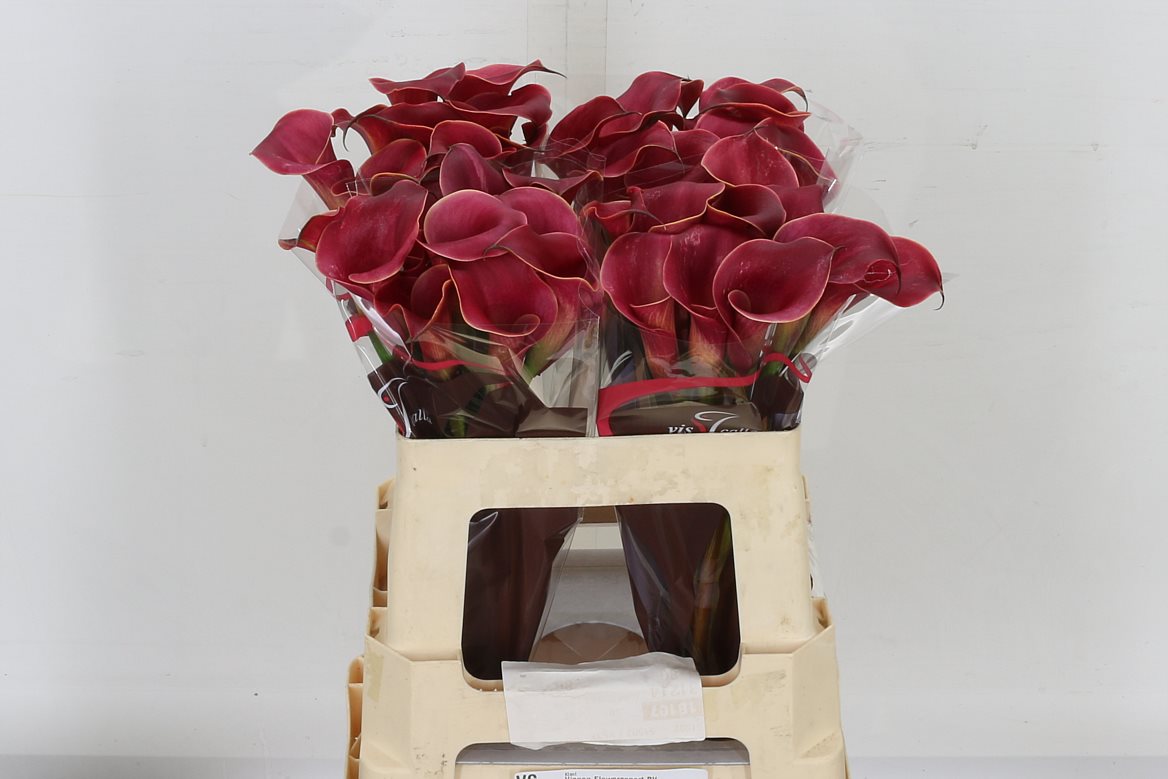 Calla Lilly Red Charm 60cm