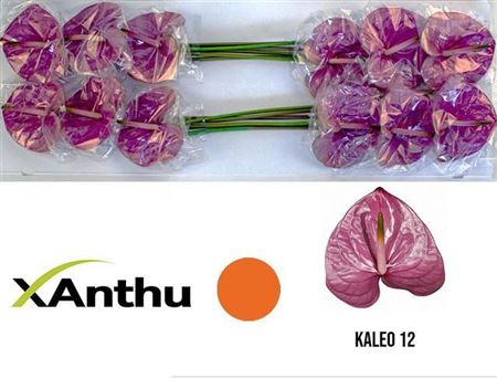 Anthurium A Kaleo