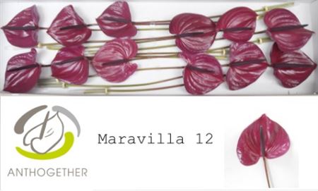 Anthurium A Maravilla 12