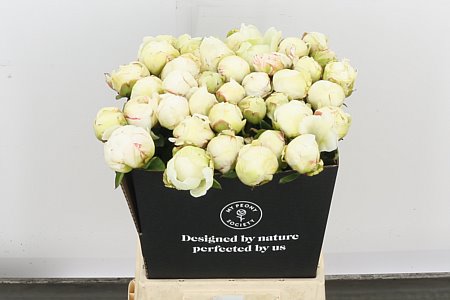 Peony Ivory Victory White 60cm