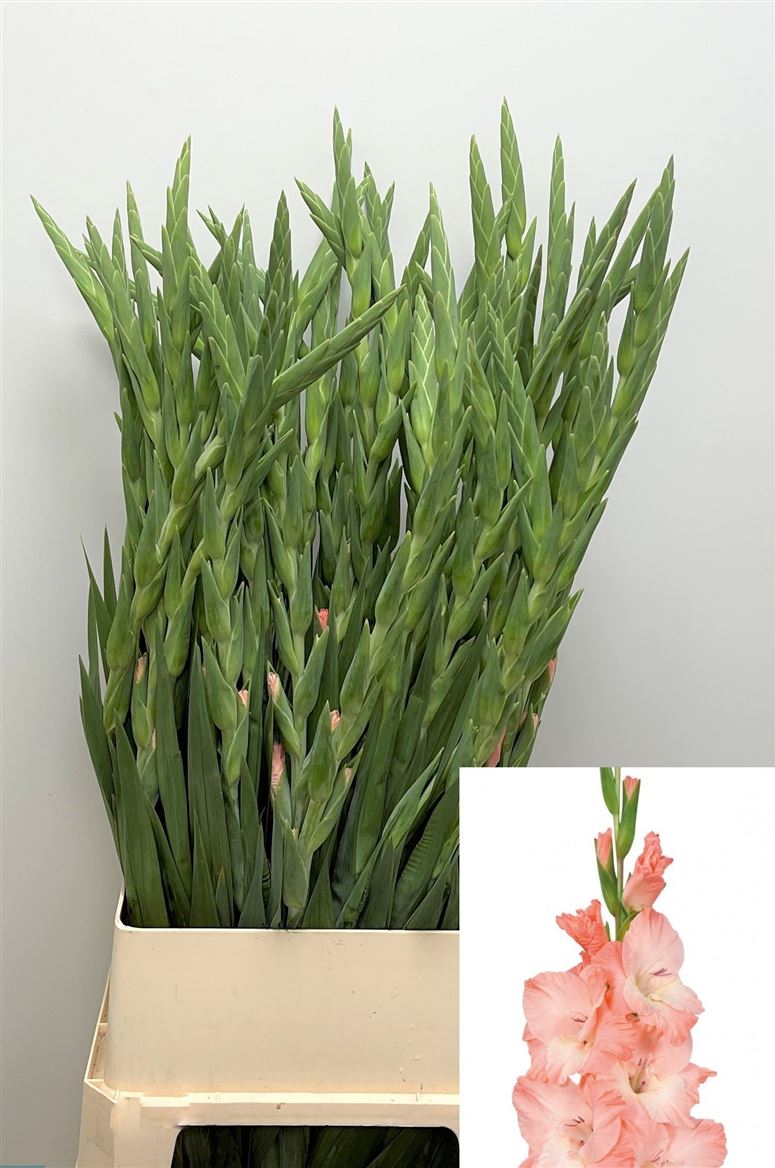 Gladioli Gr Karma 110cm