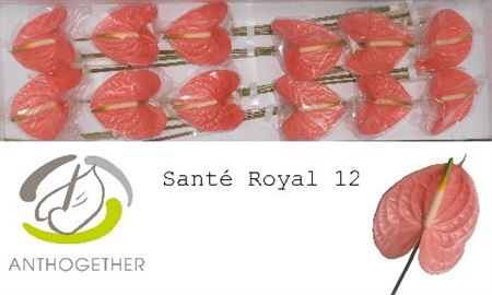 Anthurium A Sante Royal 12