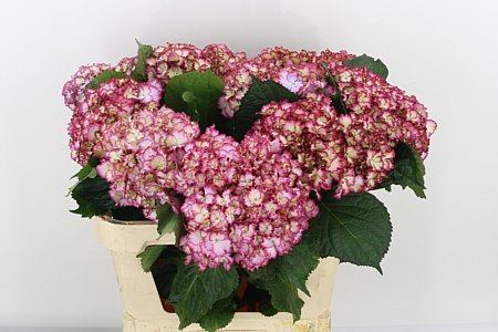 Hydrangea M Mag Colourdre 75cm