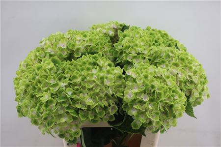 Hydrangea M Green Cloud 50-15cm