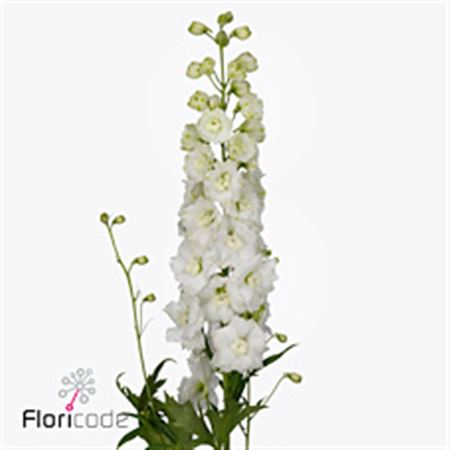 Delphinium Elatum Dew White 100cm