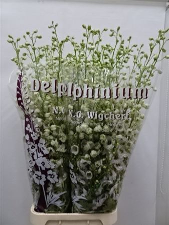Delphinium Dble Dew Rocket 110cm