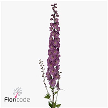 Delphinium Elatum Dewi Dark Pink 100cm