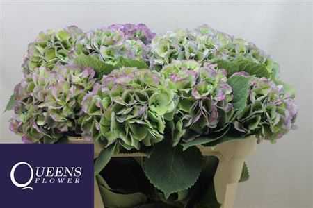 Hydrangea M Royal Surprise Cl 70-23