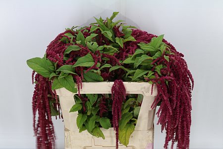 Amaranthus Ca Lov Li Bleed 85cm