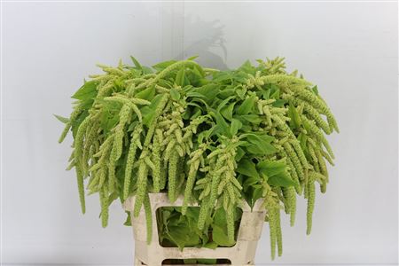 Amaranthus Ca Viridis 80cm