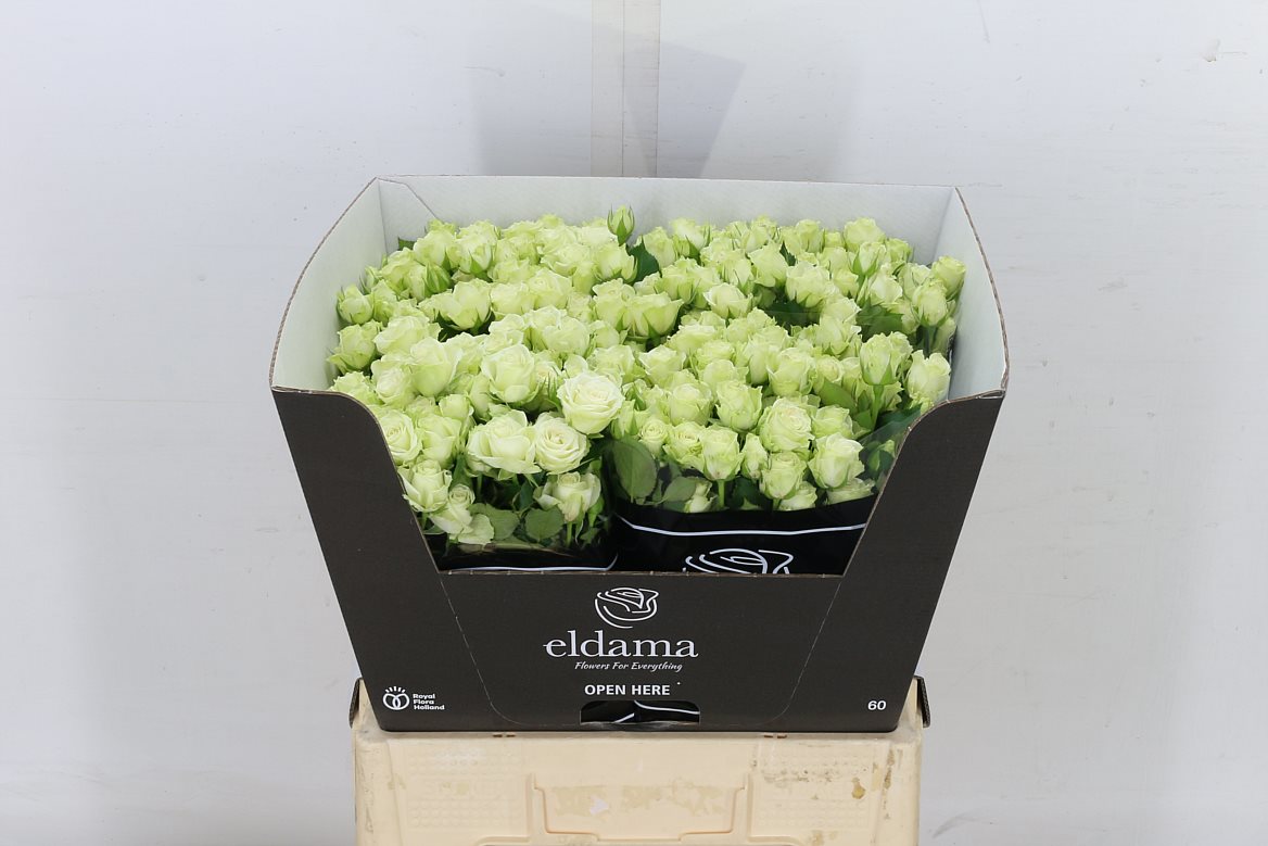 Rose Spray Green Glow 60cm