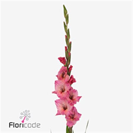 Gladioli Gr Bartok 110cm