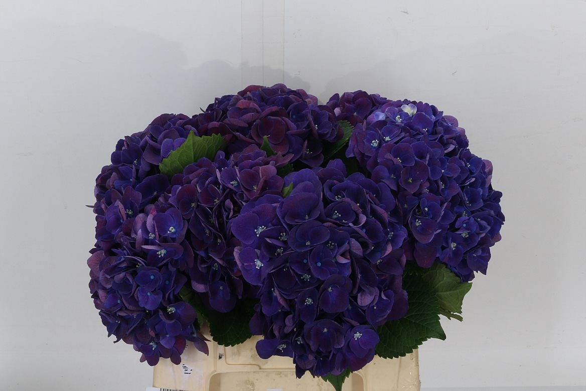 Hydrangea M Amour Red 60cm