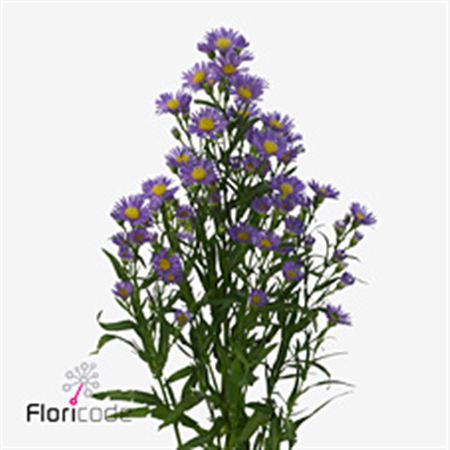 Aster Casamare 60cm