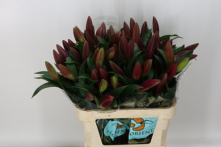 Lily Oriental Noble Star Red 95cm