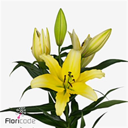 Lily Oriental Yellow Strike Yellow 90cm