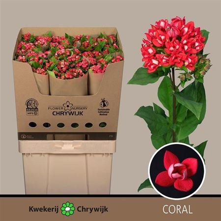 Bouvardia Du Diamond Coral 70cm