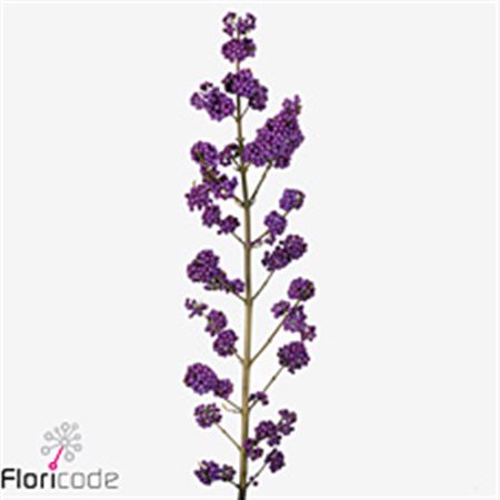 Callicarpa Bo Mag Pu Gian