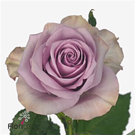 Rose Nightingale! 60cm