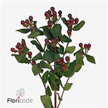 Hypericum Rocky Romance 50cm