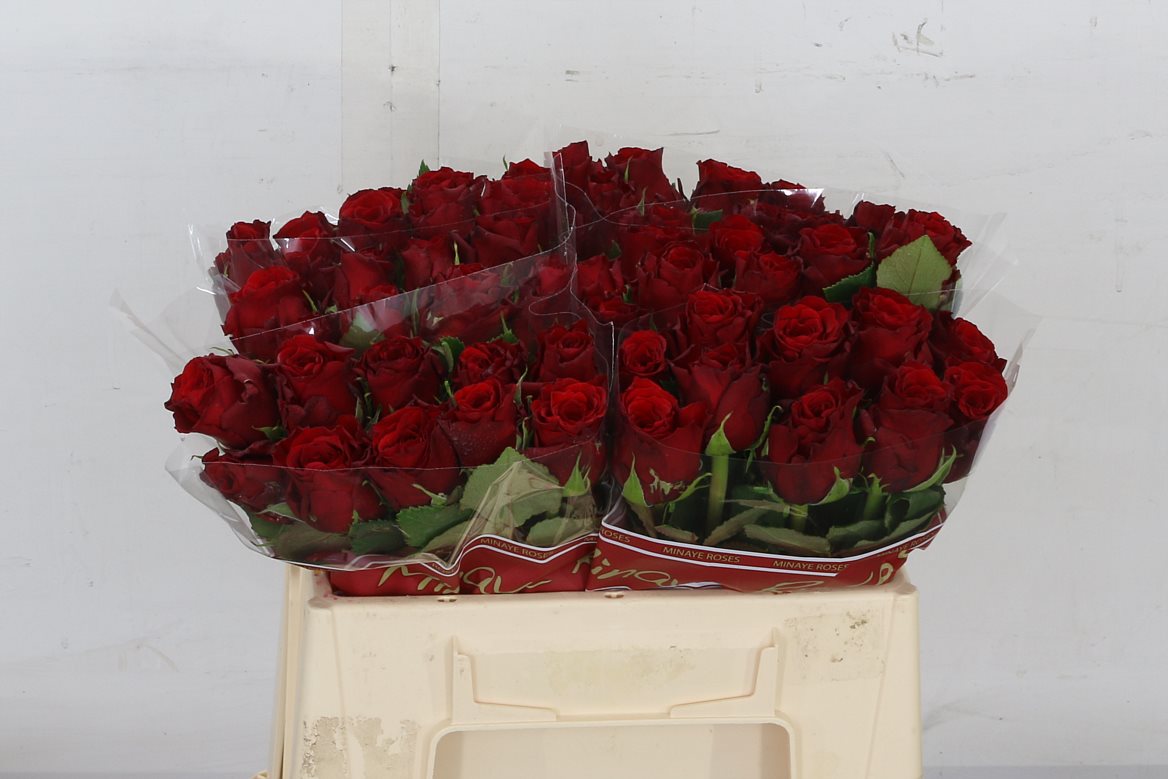 Rose Red Torch 50cm